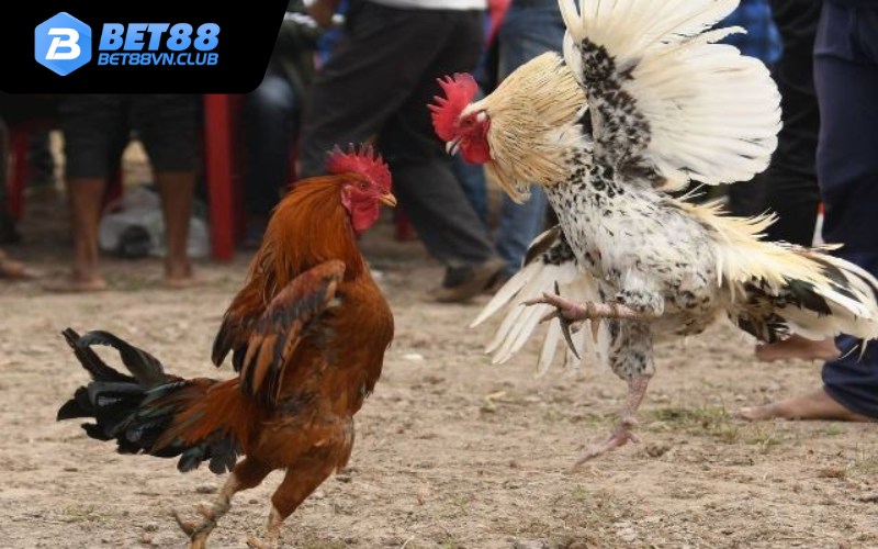 Sơ lược về trò chơi đá gà cựa sắt Bet88
